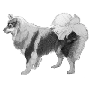 Finnish Lapphund sticker