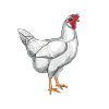 Leghorn