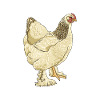 Brahma