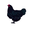 Australorp