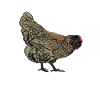 Ameraucana
