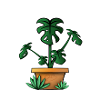 Monstera !