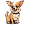 Dog Chihuahua
