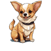 Dog Chihuahua
