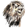 lion