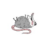 Opossum Possum Animal