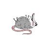 Opossum Possum Tier