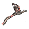 vautour