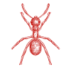ant