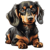 Chien teckel