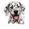 Dog Dalmatian