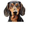 Hund gravhund