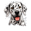 Dog Dalmatian