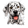 Dog Dalmatian