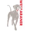 Weimaraner Us Flag