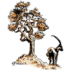 Bouquetin et arbre