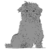Abenteuerlustiger Terrier
