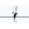 Raven
