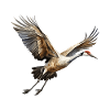 Birdwatching Sandhill Crane Nebraska Sandhill