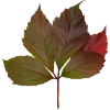Herbstblatt, Autumn Leaf