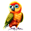Budgie Bird Cockatiel Bird Owner