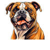 Chien Bouledogue anglais