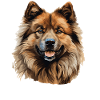 Chien Eurasier