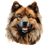 Dog Eurasier
