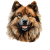 Dog Eurasier