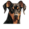 Dog Doberman