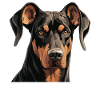 Dog Doberman
