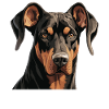 Dog Doberman