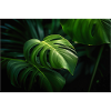 Monstera Plant