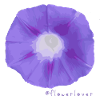 Flowerlover Nr. 2