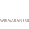 Coffee And Weimaraner