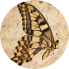 Schmetterling