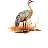 Sandhill crane