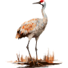 Sandhill crane Canada Crane