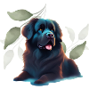 NEWFOUNDLAND