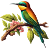 Bee-eater Merops Apiaster Bird