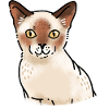 Cure smiling Burmese Cat face
