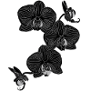 Schwarze Orchidee