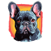 Dog French Bulldog
