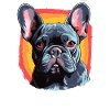 Dog French Bulldog