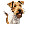 Chien Fox Terrier