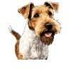 Dog Fox Terrier