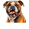 Chien Bouledogue anglais