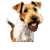 Hund Foxterrier