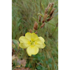 Bonjour onagre jaune