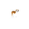 Heartbeat Saint Bernard